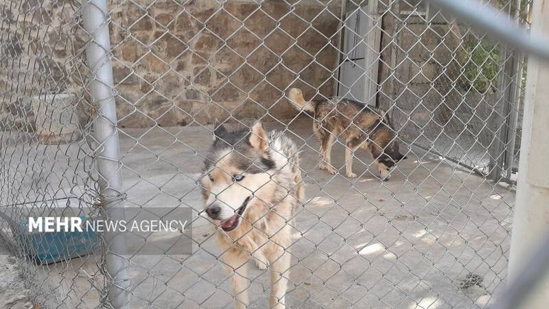 گرمازدگی حیوانات باغ وحش صُفه در تابستان سوزان اصفهان+ تصاویر