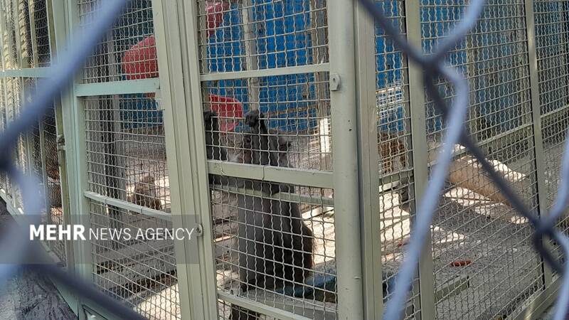 گرمازدگی حیوانات باغ وحش صُفه در تابستان سوزان اصفهان+ تصاویر