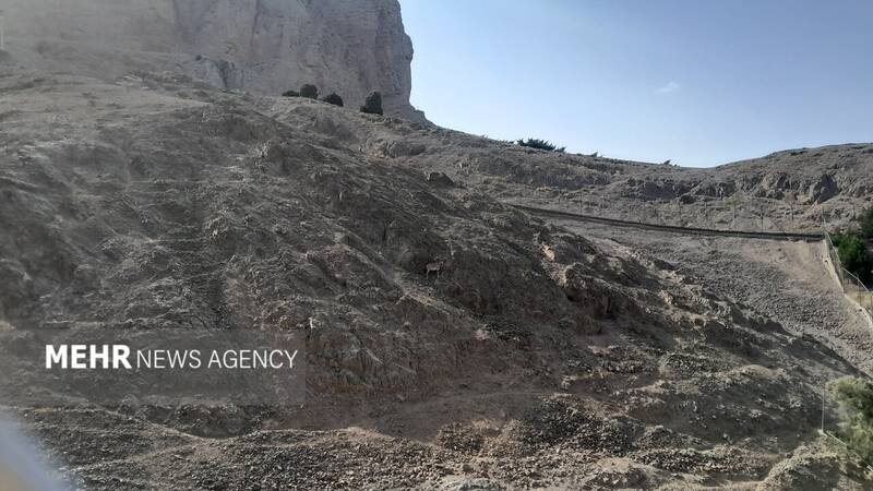 گرمازدگی حیوانات باغ وحش صُفه در تابستان سوزان اصفهان+ تصاویر