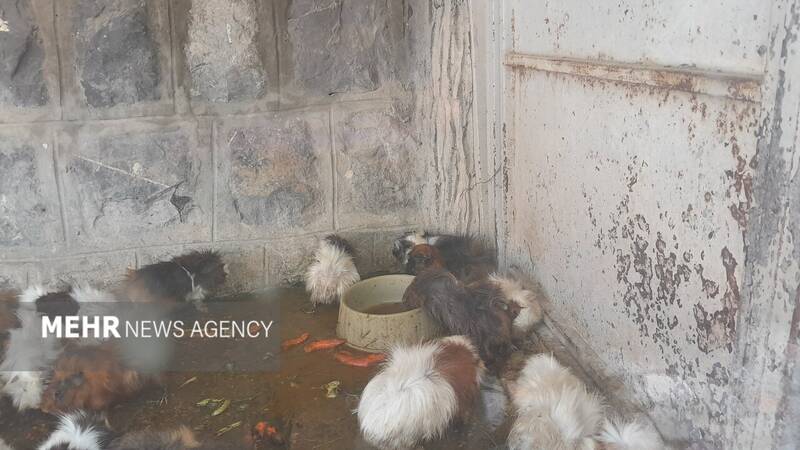 گرمازدگی حیوانات باغ وحش صُفه در تابستان سوزان اصفهان+ تصاویر