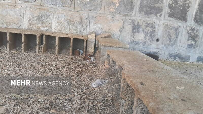 گرمازدگی حیوانات باغ وحش صُفه در تابستان سوزان اصفهان+ تصاویر