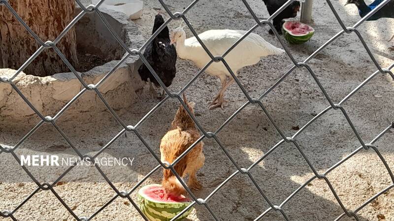 گرمازدگی حیوانات باغ وحش صُفه در تابستان سوزان اصفهان+ تصاویر