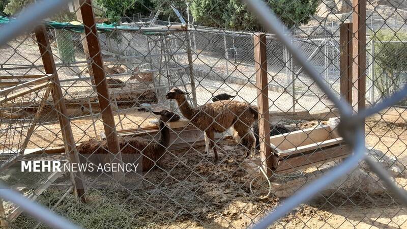 گرمازدگی حیوانات باغ وحش صُفه در تابستان سوزان اصفهان+ تصاویر