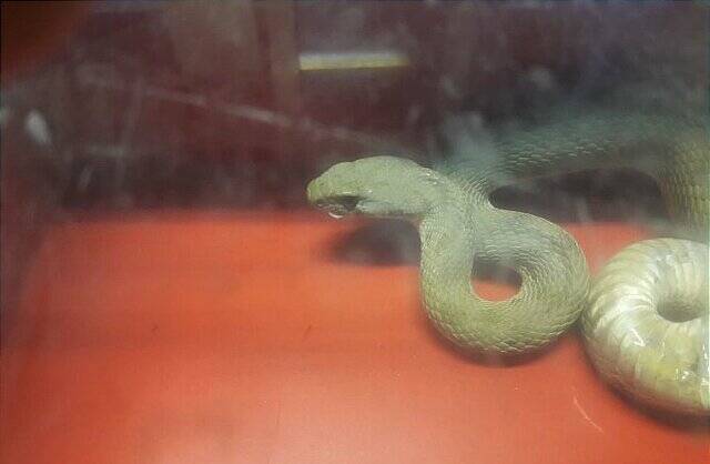 آتشنشانی ۲ مار یک متری را در جنوب تهران به دام انداخت