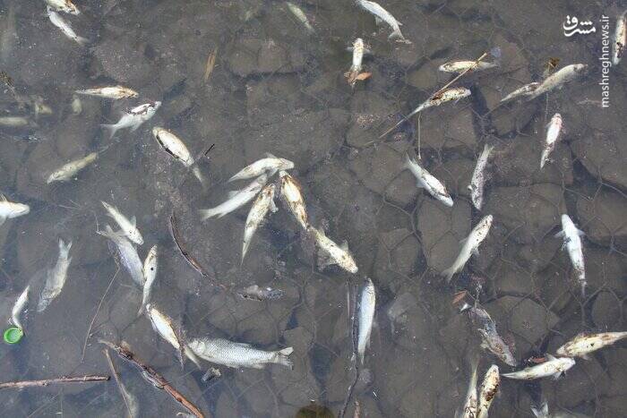 چند و چون مرگ دستهجمعی ماهیها در رودخانه مهاباد + فیلم