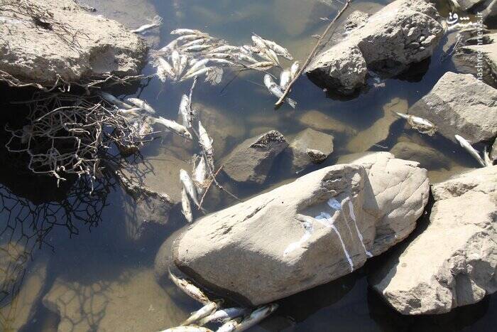 چند و چون مرگ دستهجمعی ماهیها در رودخانه مهاباد + فیلم