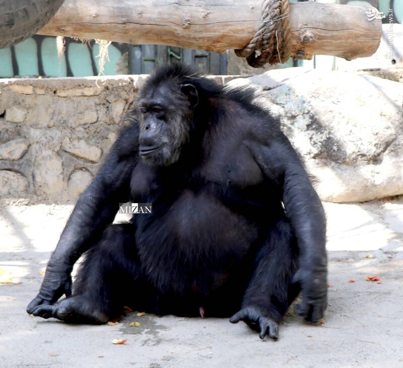 مرگ فرزند اول گله شامپانزههای آفریقایی در باغ وحش ارم