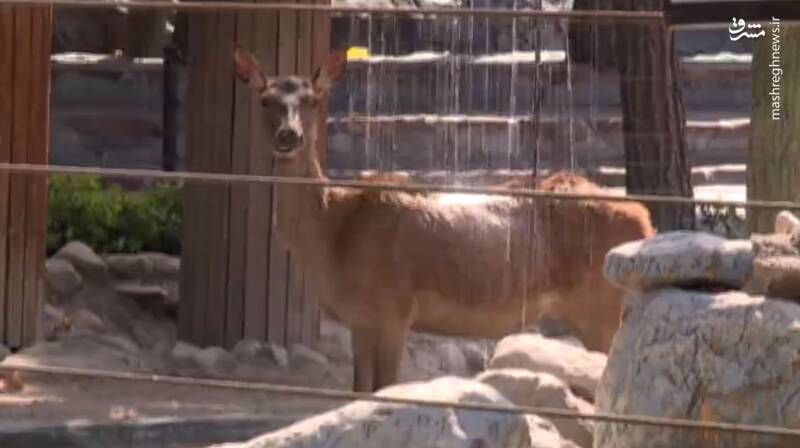 تلف شدن سریالی حیوانات در باغوحش ارم در طی یکماه