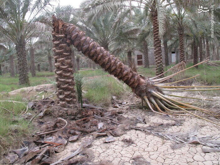 غافلگیری جنوب و غرب کرمان از سیل و طوفان / انسداد راههای روستایی و خسارت نخلها 2