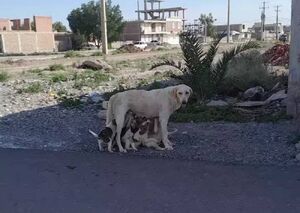 سگها و گربههای بلاصاحب چه بلایی سر حیات وحش شهری میآورند؟