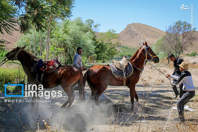 عکس/ کاروان سوارکاران بجنورد در راه مشهد الرضا (ع)