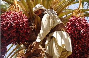 عبور میزان برداشت خرما از مرز 50 تن