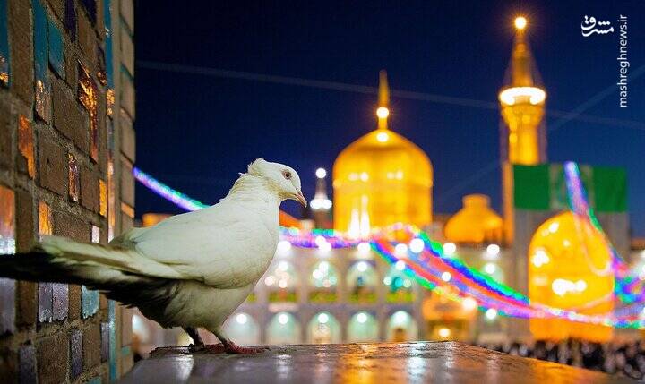 علی بن موسی الرضا (ع) از ولادت تا به شهادت / هدف مامون از اجبار امام رضا (ع) به پذیرش ولایتعهدی 2