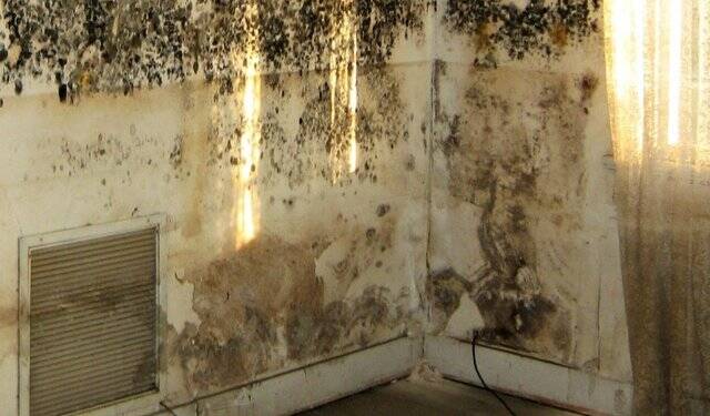 آلرژنهای پاییزی؛ متفاوت اما دردسرساز