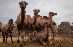 گله‌ شتر در ترکمن‌صحرا