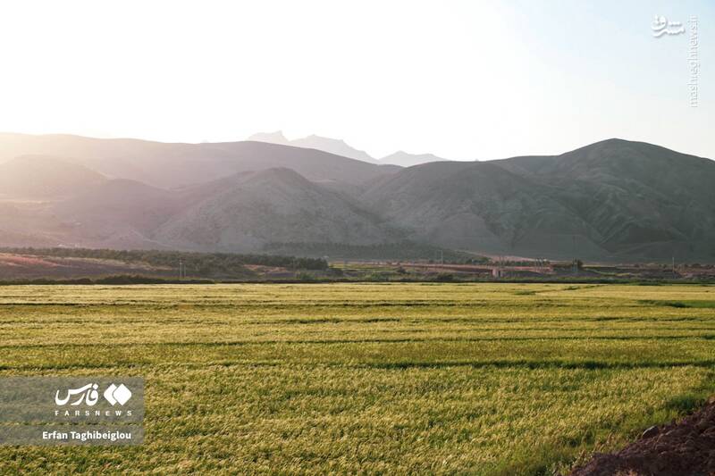 عکس / طبیعت چشم نواز و زیبای طارم 12