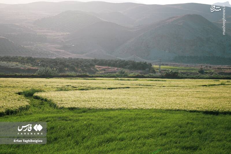 عکس / طبیعت چشم نواز و زیبای طارم 11