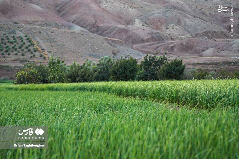 عکس / طبیعت چشم نواز و زیبای طارم 10