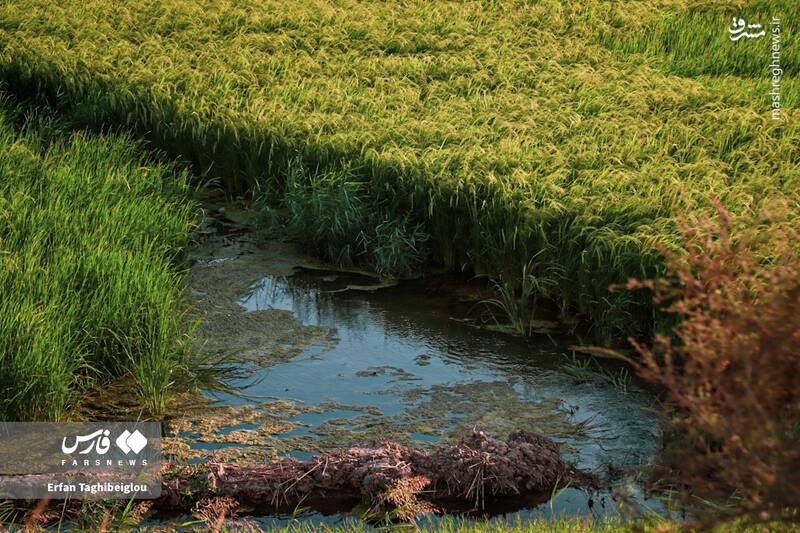 عکس / طبیعت چشم نواز و زیبای طارم 9