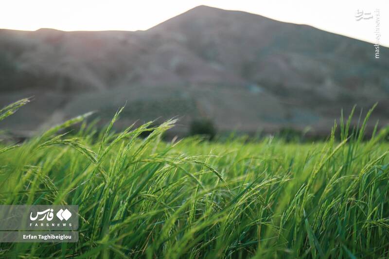 عکس / طبیعت چشم نواز و زیبای طارم 8