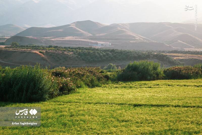 عکس / طبیعت چشم نواز و زیبای طارم 7