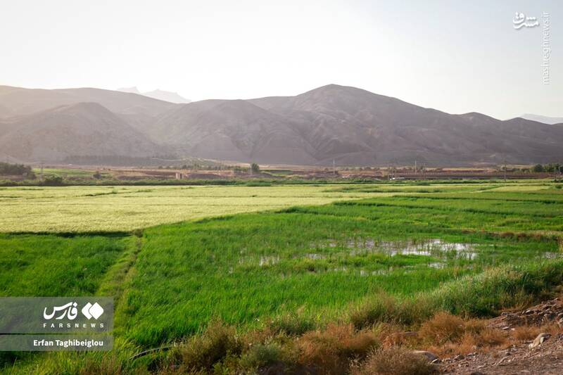 عکس / طبیعت چشم نواز و زیبای طارم 6