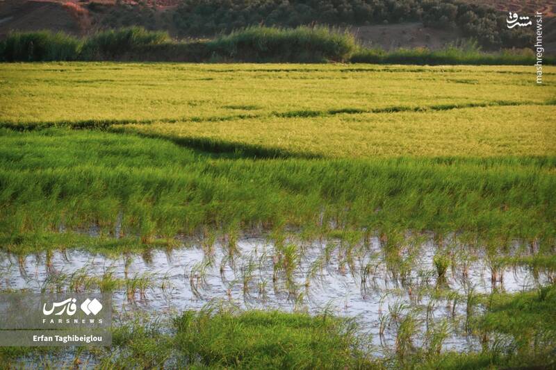 عکس / طبیعت چشم نواز و زیبای طارم 3