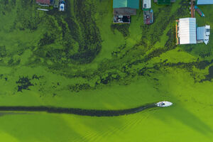 عکس/ جلبک‌های سبز در رودخانه ساوا