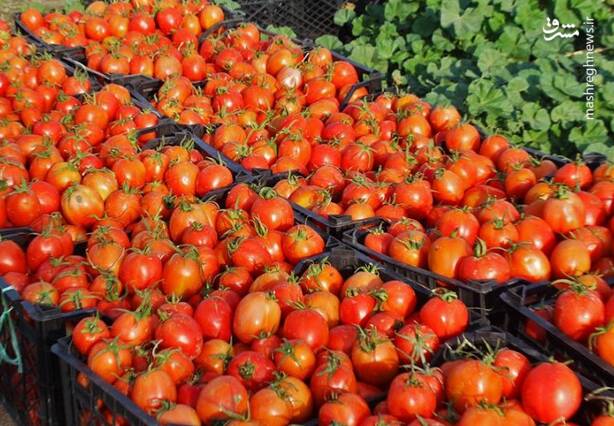 فیلم/ آغاز برداشت گوجهفرنگی در کامیاران