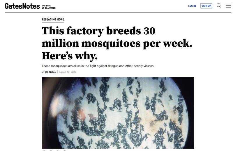 پشههای «بیل گیتس» و آزمایش مرگبار روی مردم / افزایش چهاربرابری دنگی در برزیل بعد از رهاسازی پشههای آلوده+عکس