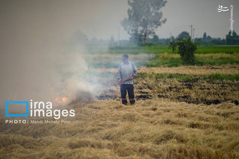 عکس / آتش در کشتزار 16