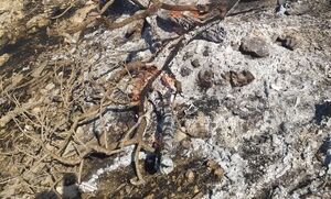 تداوم حریق در جنگلهای کیالان پلدختر