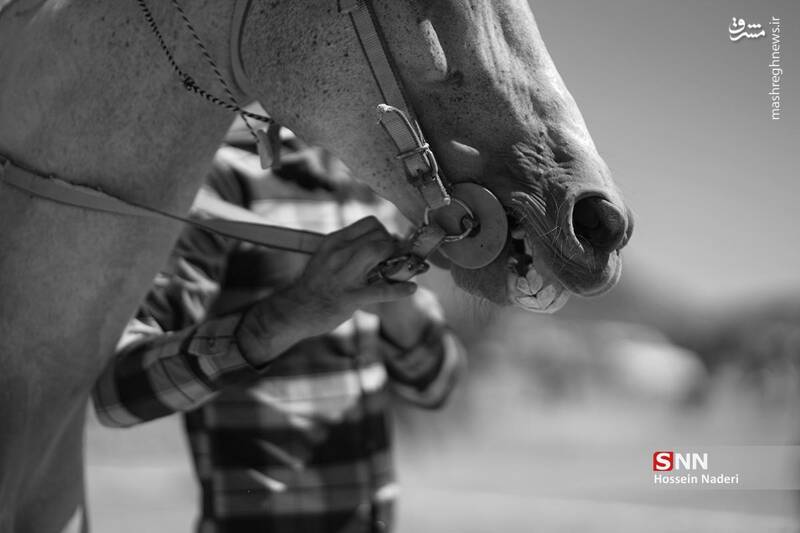 عکس / کورس اسب دوانی تابستانه در خراسان شمالی 13