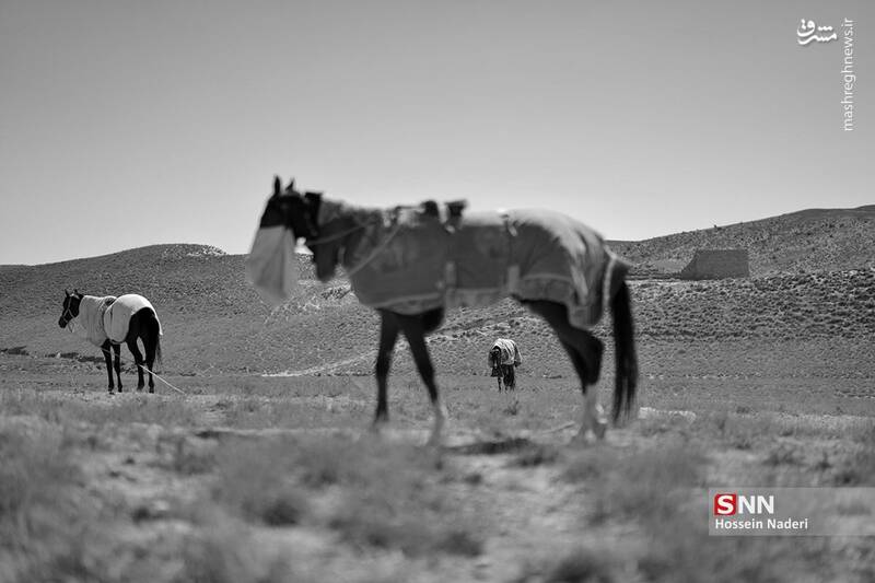 عکس / کورس اسب دوانی تابستانه در خراسان شمالی 5