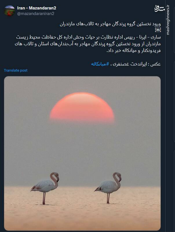 تصویری از ورود نخستین گروه پرندگان مهاجر به تالابهای مازندران