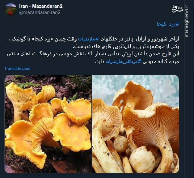 فرا رسیدن زمان چیدن «زرد کیجا» یا گوشِک