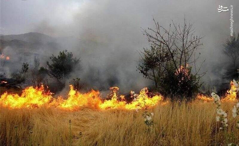 عکس/ اطفای حریق به سبک پرتغالی ها