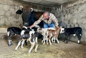 5 قلو زایی یک رأس گاو در گیلان