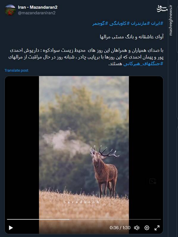 تصاویری از آوای عاشقانه و بانگ مستی مرالها