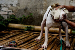 فوت 13 نفر بر اثر هاری در کشور / سهم سگهای ولگرد