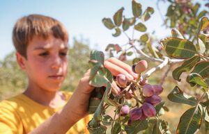 برداشت پسته در خراسان شمالی