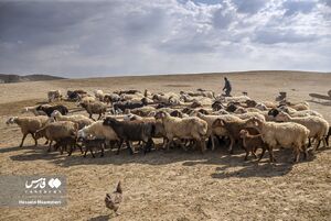 عکس/ واکسیناسیون دام عشایری در خراسا‌ن‌شمالی