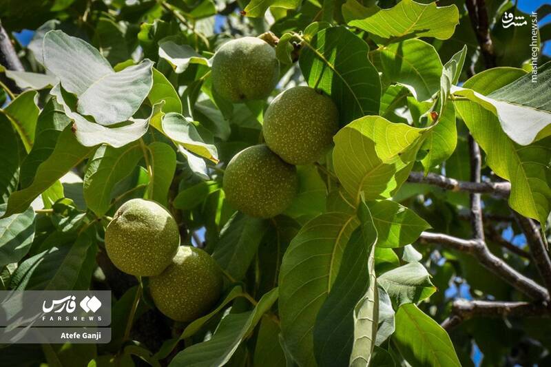 عکس / برداشت گردو در چهارمحال و بختیاری