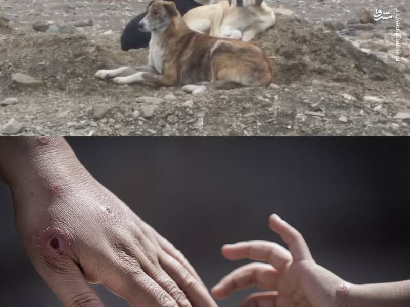 سالک؛ ارمغان جدید سگها برای سگبازها!