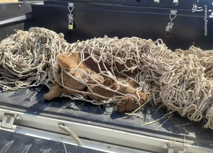 خرس قهوهای از درون چاه کشاورزی در اقلید فارس زنده گیری و تیمار شد