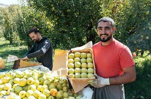 برداشت سیب از باغ های ارومیه