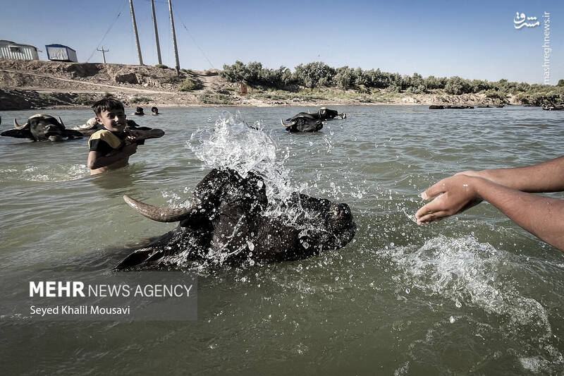 عکس/ زندگی در کنار گاومیشها