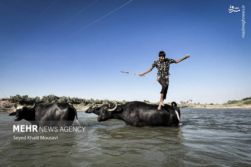 عکس/ زندگی در کنار گاومیشها