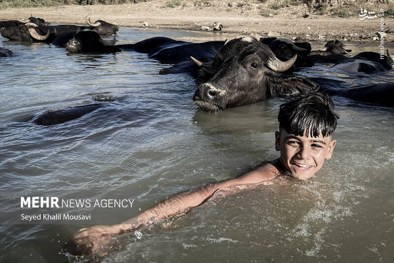 عکس/ زندگی در کنار گاومیشها