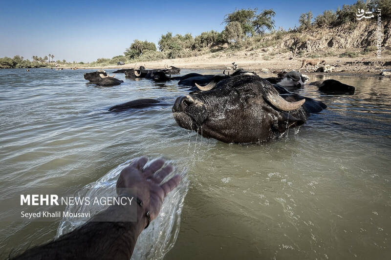 عکس/ زندگی در کنار گاومیشها